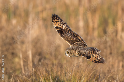 Short-Eared Owl Flying © Simon Stobart