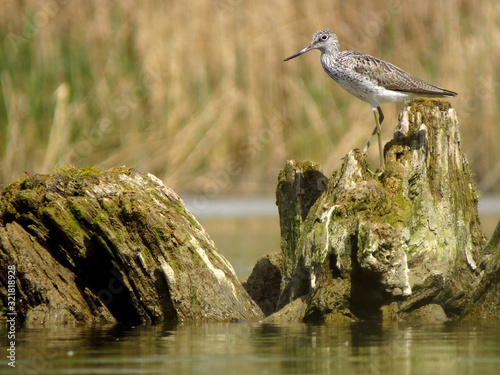 Common greenshank (Tringa nebularia) a wader shorebird in family Scolopacidae, typical waders. Green sandpiper in shallow water at Drava river shore photo