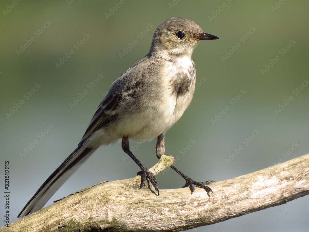 Fototapeta premium White wagtail (Motacilla alba) a small passerine bird in the family Motacillidae, pipits and longclaws. Pied wagtail or water wagtail, insectivorous bird of open country near habitation and water, gre
