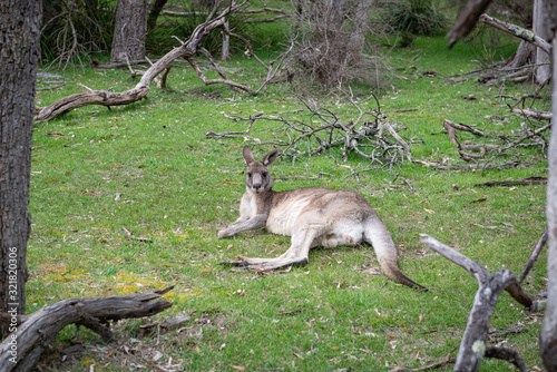 kangaroo in the nature