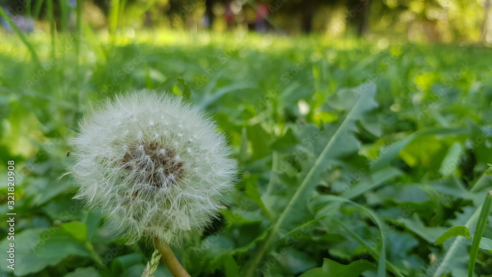Dandelion in grass. Taraxacum flowering plant. Blowball flower closeup. Dandelion white seeds closeup on fresh green grass background. Fluffy dandelion growing at green lawn. Beautiful summer day. Dandelion in grass. Taraxacum flowering plant. Blowball flower closeup. Dandelion white seeds closeup on fresh green grass background. Fluffy dandelion growing at green lawn. Beautiful summer day.