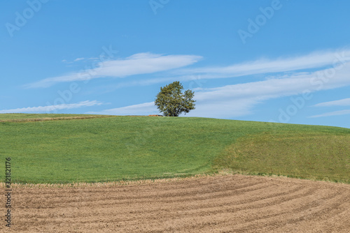 Einzelner Baum auf einem Hügel vor blauem Himmel mit Wiesen und Felder im Vordergrund, Deutschland photo