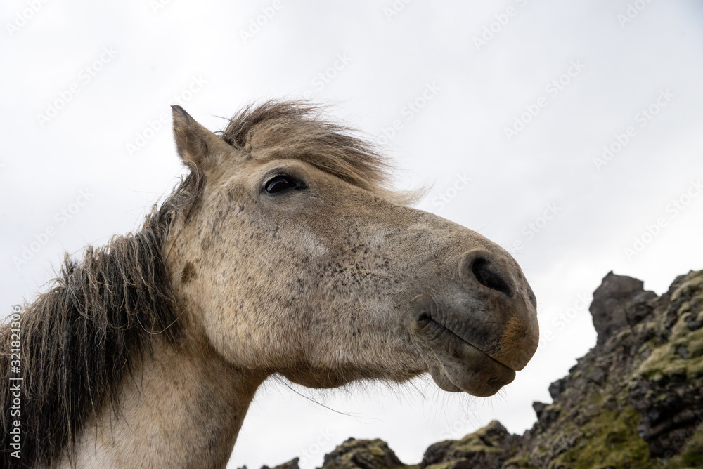 Fototapeta premium Close up of Icelandic horse in a pasture in Iceland
