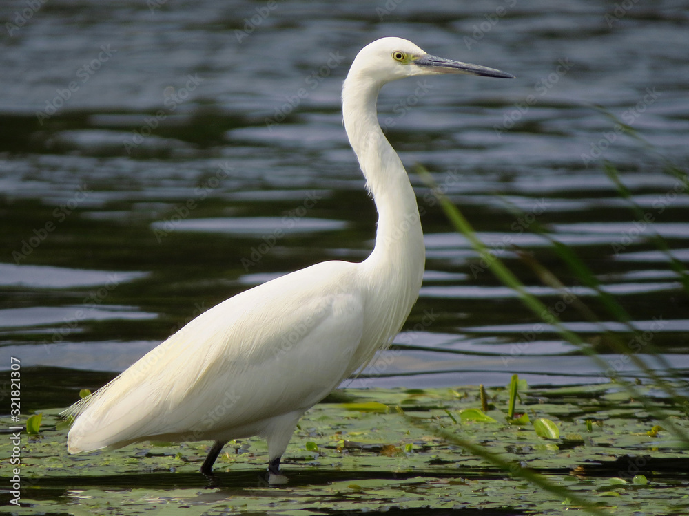 Little egret (Egretta garzetta), small white heron in the family Ardeidae, white egret with a black beak, long black legs and yellow feet, aquatic bird in natural habitat Little egret (Egretta garzetta), small white heron in the family Ardeidae, white egret with a black beak, long black legs and yellow feet, aquatic bird in natural habitat