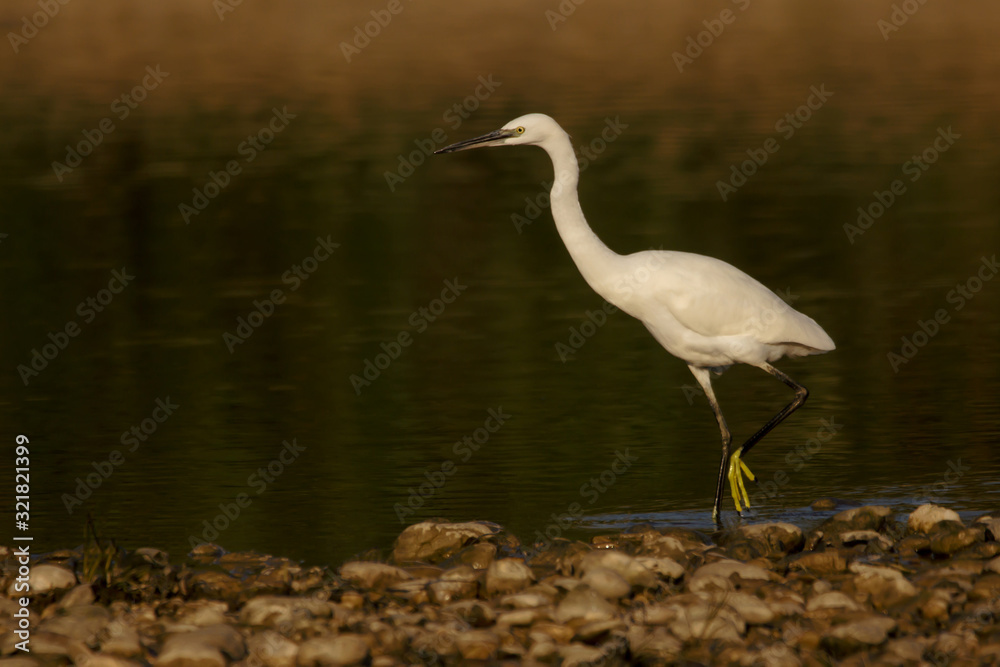 Naklejka premium Little egret (Egretta garzetta), small white heron in the family Ardeidae, white egret with a black beak, long black legs and yellow feet, aquatic bird in natural habitat