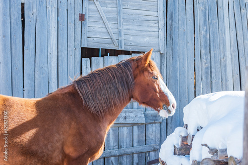 Winter alpine horse standing in the snow against the backdrop of a wooden farm. Mountain landscape in the Alps.