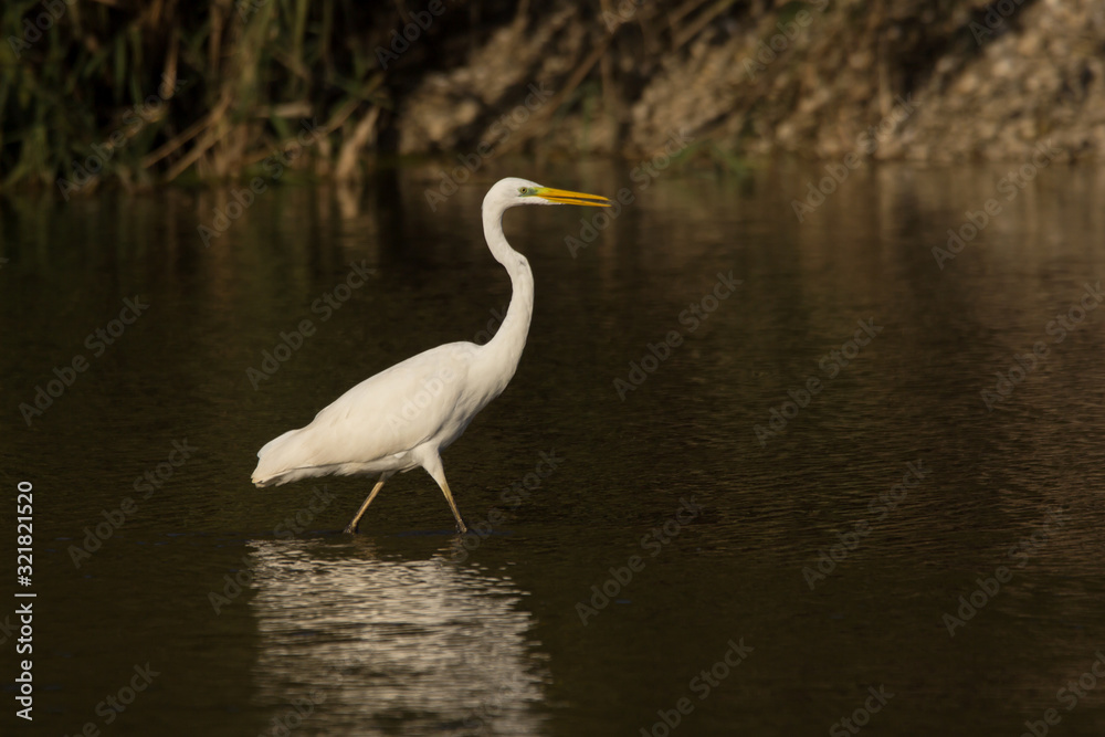 Great egret (Ardea alba) or common egret, large white heron, documentary photo of large waterbird with white plumage, yellow beak and black legs in natural habitat Great egret (Ardea alba) or common egret, large white heron, documentary photo of large waterbird with white plumage, yellow beak and black legs in natural habitat