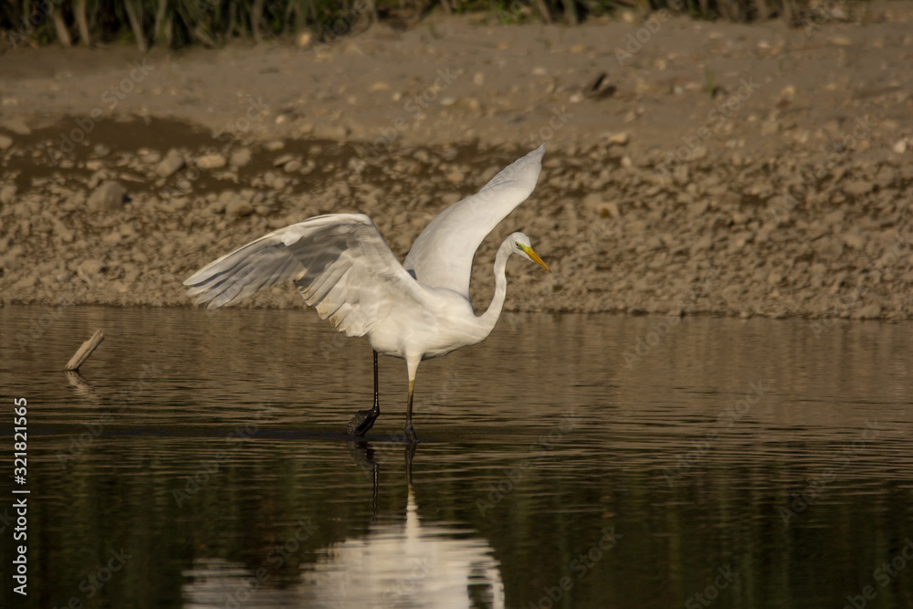Great egret (Ardea alba) or common egret, large white heron, documentary photo of large waterbird with white plumage, yellow beak and black legs in natural habitat Great egret (Ardea alba) or common egret, large white heron, documentary photo of large waterbird with white plumage, yellow beak and black legs in natural habitat