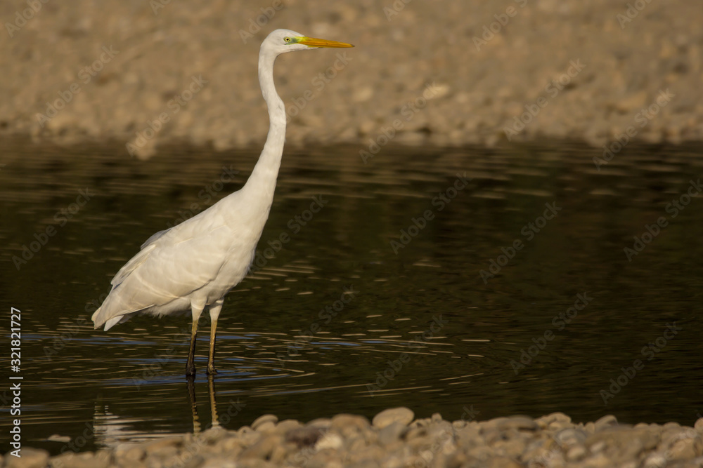 Fototapeta premium Great egret (Ardea alba) or common egret, large white heron, documentary photo of large waterbird with white plumage, yellow beak and black legs in natural habitat