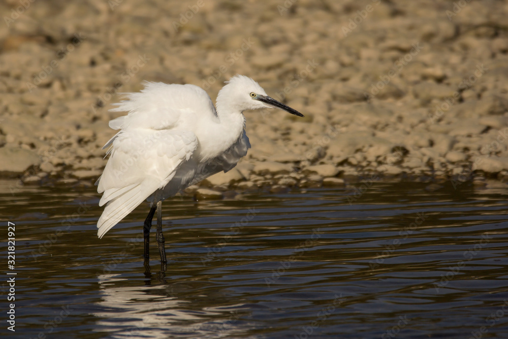 Little egret (Egretta garzetta), small white heron in the family Ardeidae, white egret with a black beak, long black legs and yellow feet, aquatic bird in natural habitat Little egret (Egretta garzetta), small white heron in the family Ardeidae, white egret with a black beak, long black legs and yellow feet, aquatic bird in natural habitat