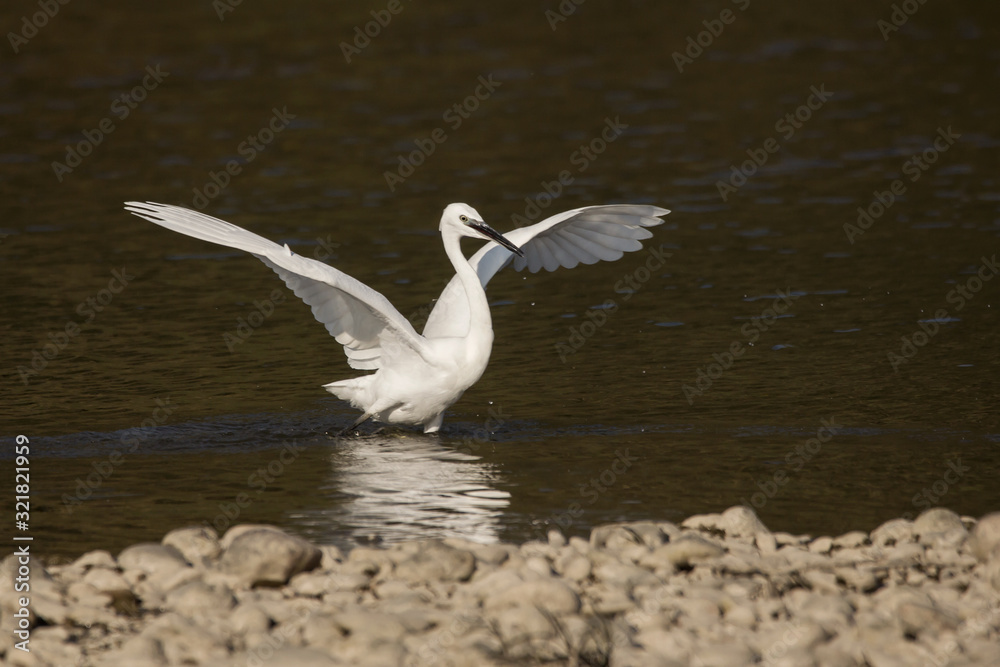 Little egret (Egretta garzetta), small white heron in the family Ardeidae, white egret with a black beak, long black legs and yellow feet, aquatic bird in natural habitat Little egret (Egretta garzetta), small white heron in the family Ardeidae, white egret with a black beak, long black legs and yellow feet, aquatic bird in natural habitat