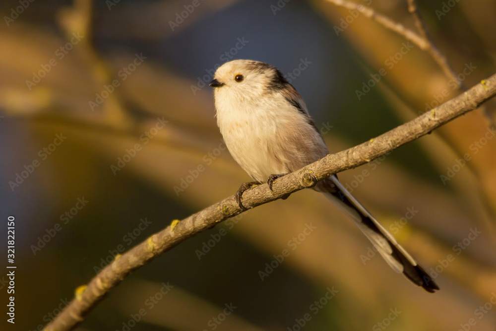 Naklejka premium Long-tailed tit or long tailed bushtit (Aegithalos caudatus), tiny round body tit with a short bill and long narrow tail, globally widespread tit of mixed woodlands, shrubs, gardens, parks, Aegithalid