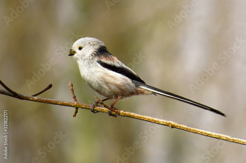 Long-tailed tit or long tailed bushtit (Aegithalos caudatus), tiny round body tit with a short bill and long narrow tail, globally widespread tit of mixed woodlands, shrubs, gardens, parks, Aegithalid