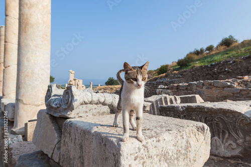 Cat stands on the ruins of Ephesus, Turkey