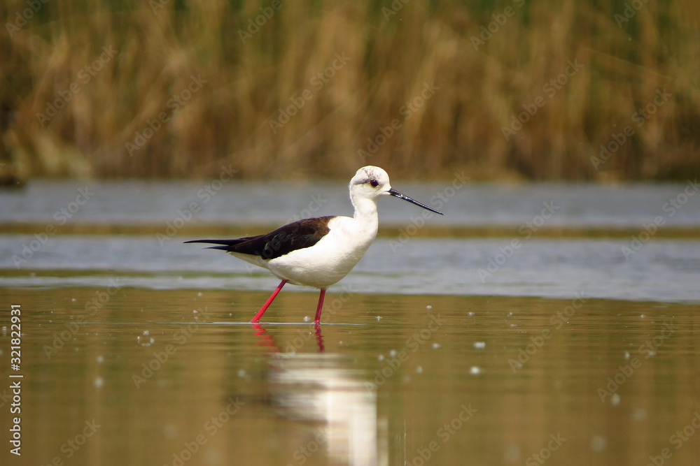 Black-winged stilt (Himantopus himantopus) very long legged wader in the avocet and stilt family (Recurvirostridae), documentary photo of black winged stilt Black-winged stilt (Himantopus himantopus) very long legged wader in the avocet and stilt family (Recurvirostridae), documentary photo of black winged stilt