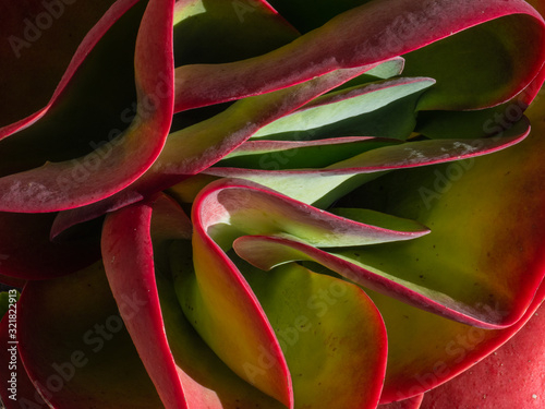 Close-up of Cotyledon orbiculata a desert succulent plant also called Pig's Ear photo