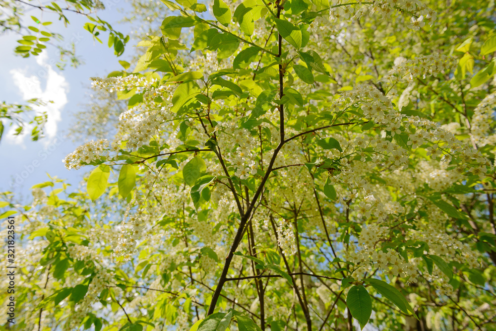 Fototapeta premium Blooming bird cherry branches on a background of blue sky with clouds
