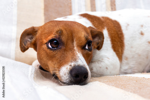 Cute dog relaxes on a blanket. Jack Russell Terrier
