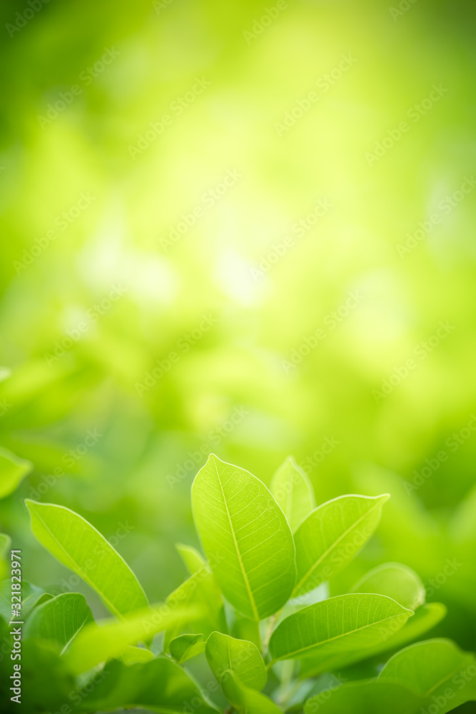 Nature of green leaf in garden at summer. Natural green leaves plants using as spring background cover page greenery environment ecology wallpaper Nature of green leaf in garden at summer. Natural green leaves plants using as spring background cover page greenery environment ecology wallpaper
