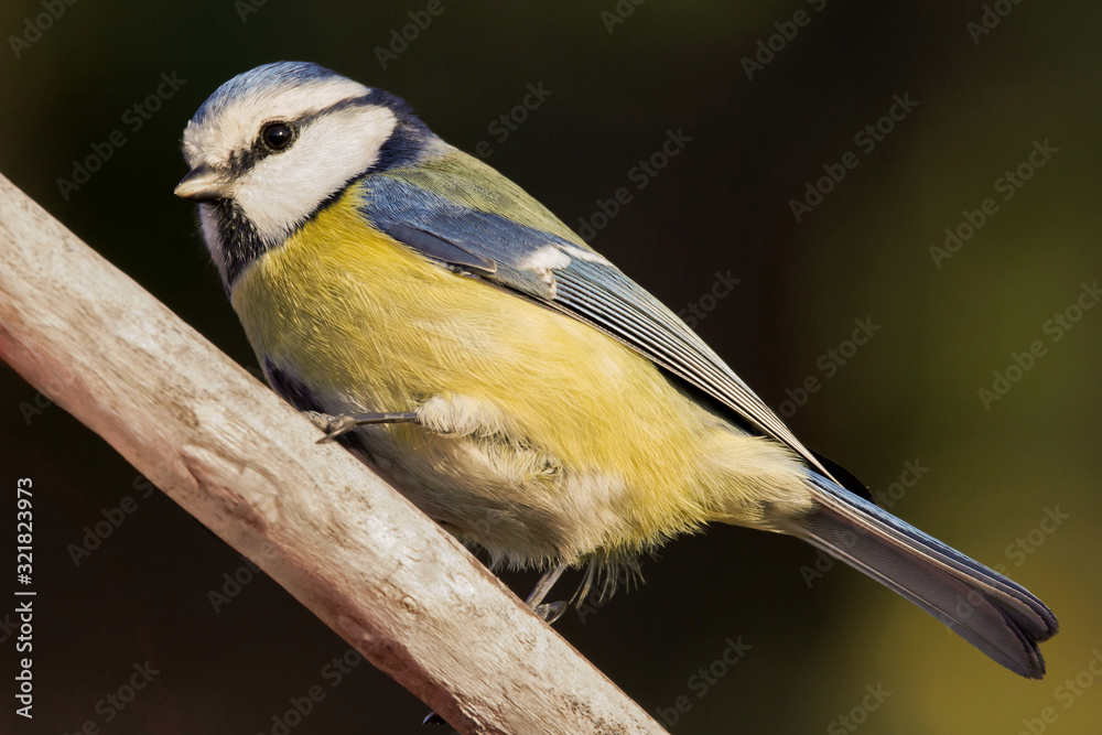 Obraz premium Blue tit (Cyanistes caeruleus) or Eurasian blue tit, small passerine bird in the tit family Paridae. Blue, yellow and white plumage small sized common garden bird.