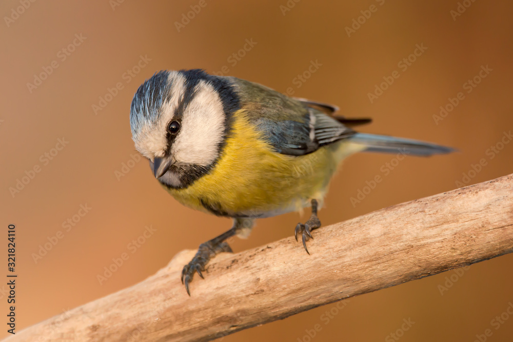 Obraz premium Blue tit (Cyanistes caeruleus) or Eurasian blue tit, small passerine bird in the tit family Paridae. Blue, yellow and white plumage small sized common garden bird.