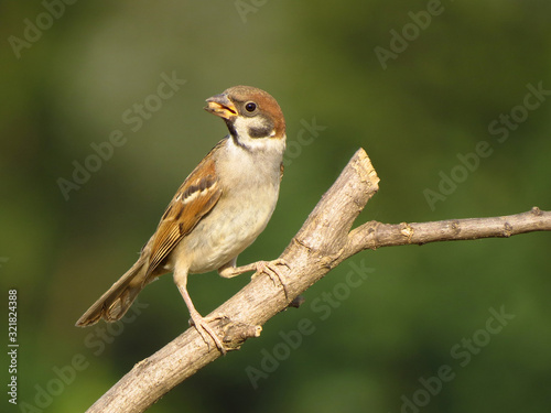Eurasian tree sparrow (Passer montanus) a passerine bird in the sparrow family Passeridae, with a rich chestnut crown and nape, and a black patch on each pure white cheek © Luka