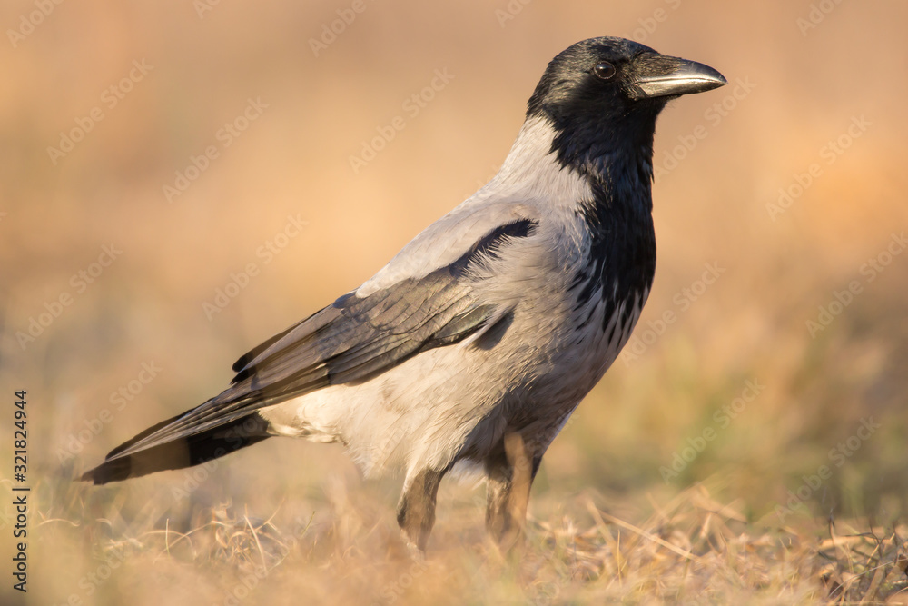 Hooded crow (Corvus cornix) or hoodie, an Eurasian large crow bird species in the Corvus genus, Corvidae family. Widely distributed black and grey crow, also called Scotch crow, Danish crow or mist cr Hooded crow (Corvus cornix) or hoodie, an Eurasian large crow bird species in the Corvus genus, Corvidae family. Widely distributed black and grey crow, also called Scotch crow, Danish crow or mist cr