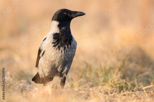 Hooded crow (Corvus cornix) or hoodie, an Eurasian large crow bird species in the Corvus genus, Corvidae family. Widely distributed black and grey crow, also called Scotch crow, Danish crow or mist cr