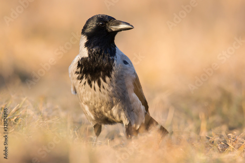 Hooded crow (Corvus cornix) or hoodie, an Eurasian large crow bird species in the Corvus genus, Corvidae family. Widely distributed black and grey crow, also called Scotch crow, Danish crow or mist cr