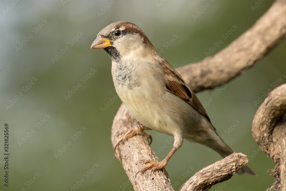 House sparrow (Passer domesticus) or common european sparrow, a bird of the sparrow family Passeridae, found in most parts of the world, cosmopolitan sparrow species House sparrow (Passer domesticus) or common european sparrow, a bird of the sparrow family Passeridae, found in most parts of the world, cosmopolitan sparrow species