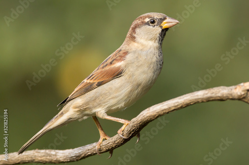 House sparrow (Passer domesticus) or common european sparrow, a bird of the sparrow family Passeridae, found in most parts of the world, cosmopolitan sparrow species