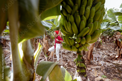 Beautiful plantation with a rich banana crop, portrait of a woman tourist or farmer dressed casually in red and white standing on the ladder. Concept of green tourism or exotic fruits producing