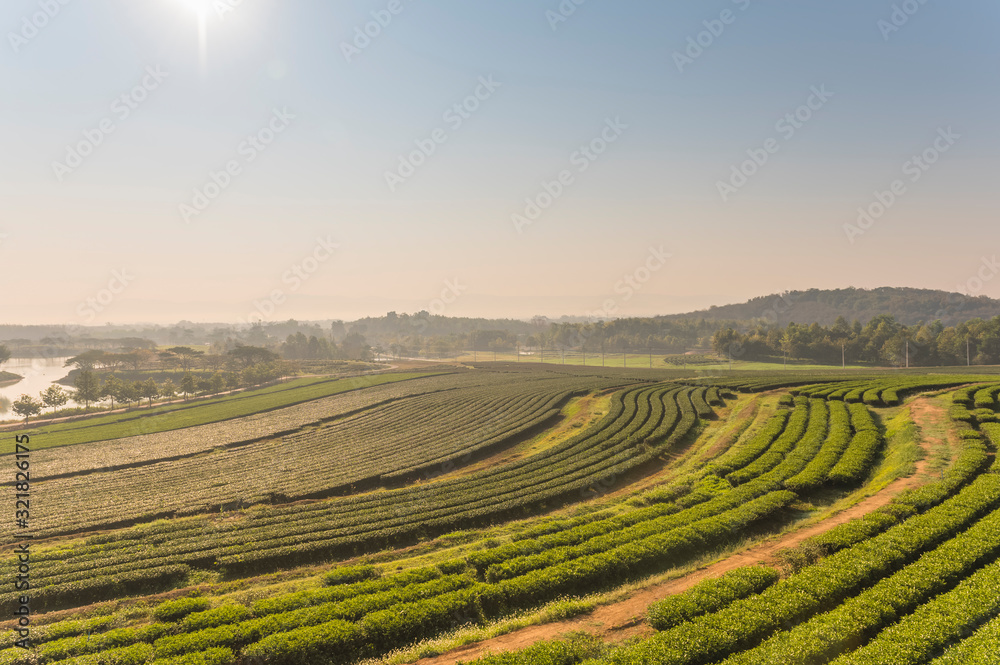 Green tea field, organic tea plantations at chiang rai thailand