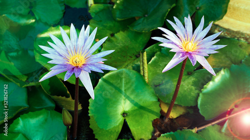 Two lotus flowers bloom at the same time.