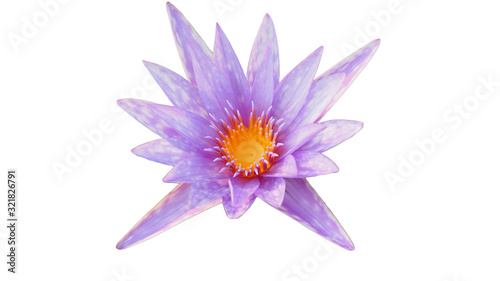 Light purple lotus flowers on a white background