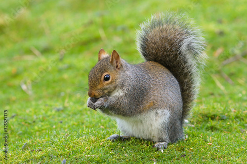 Close up of a Grey Squirrel (sciurus carolinensis).  Taken at my local nature reserve in Cardiff, Wales, UK photo