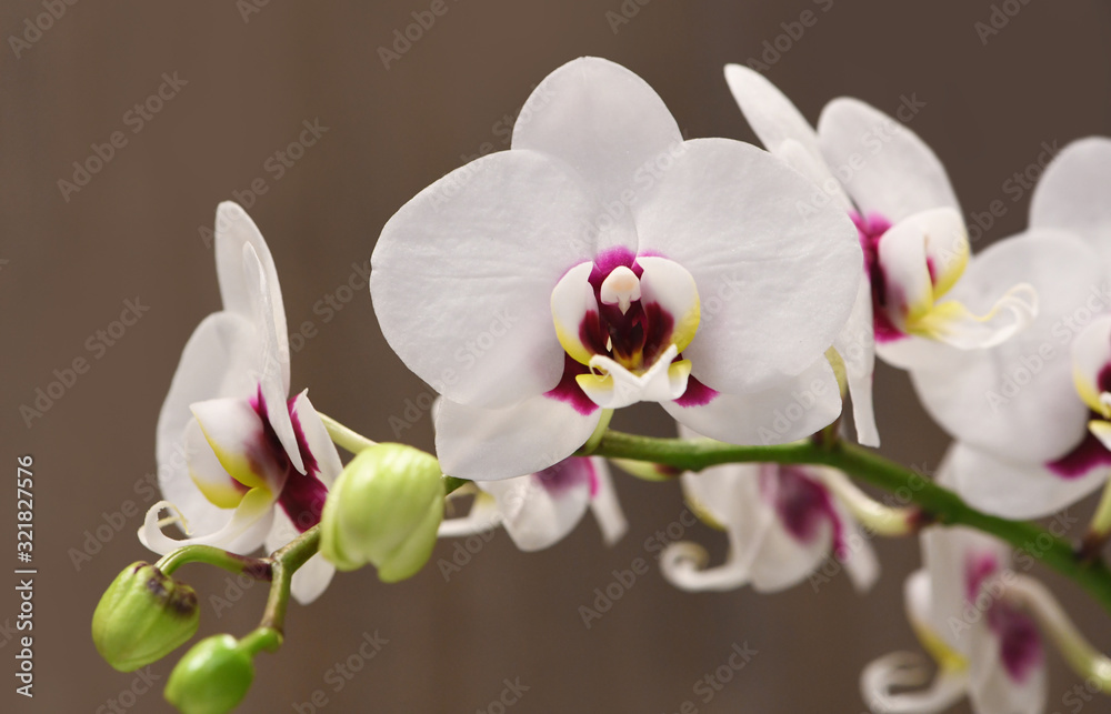 Fototapeta premium White orchid phalaenopsis isolated on background