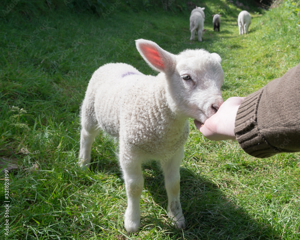 Fototapeta premium Hand feeding a young lamb with three lambs walking away in the background, in rural Ireland.
