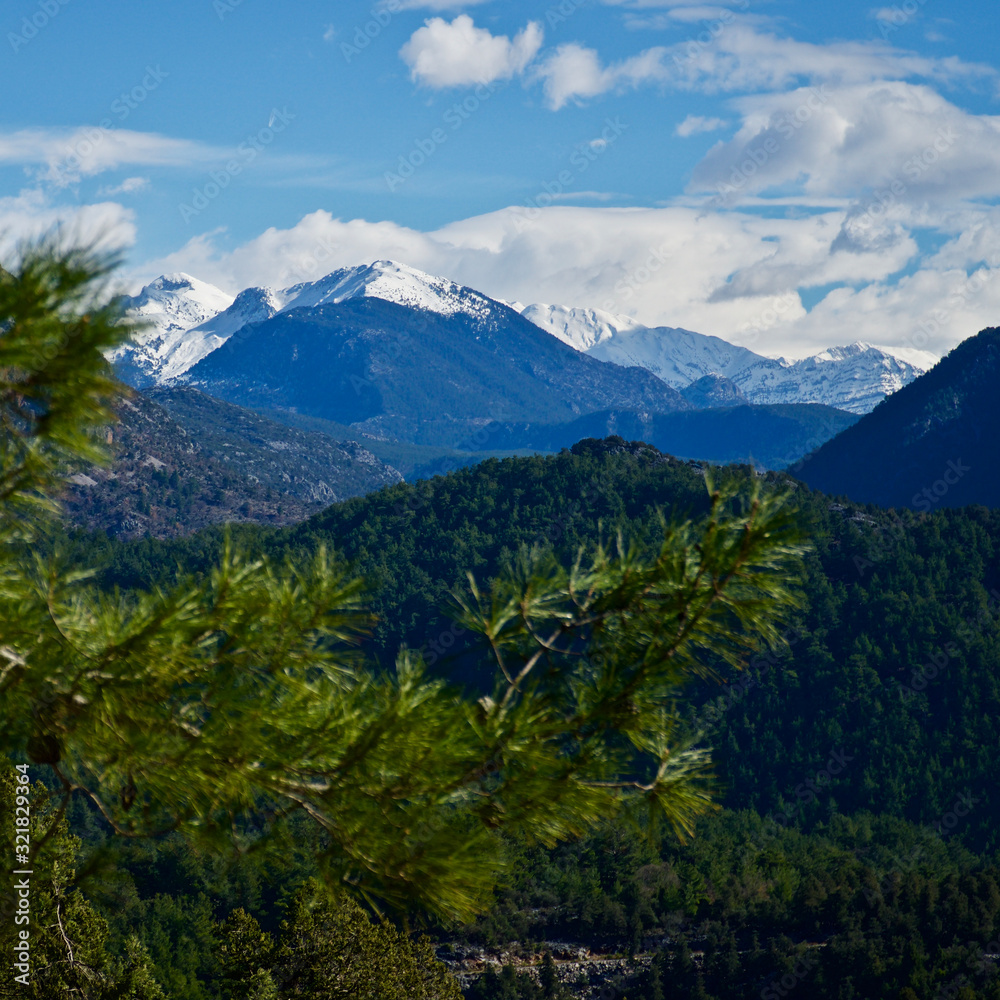 Fototapeta premium Snowy high mountains in winter. Snowy mountains covered with pine forests. Pine forests in the blue sky and white mountains.