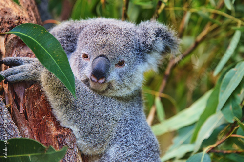 Fototapeta Naklejka Na Ścianę i Meble -  Koala, Australien, Beuteltier, Eukalyptus, Gefahr, Bedroht