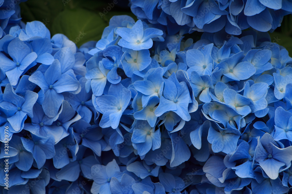 hydrangea flowers in Japan Toyama