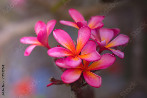 Branch of pink Frangipani flowers. Blossom Plumeria flowers on blurred background. Flower background for decoration.
