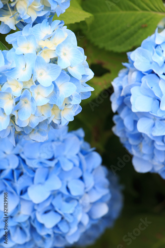 hydrangea flowers in Japan Toyama © 茉利生 佐藤