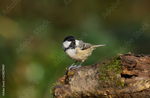 Close up of Coal Tit (Periparus ater). Taken at my local nature reserve in Cardiff, Wales, UK
