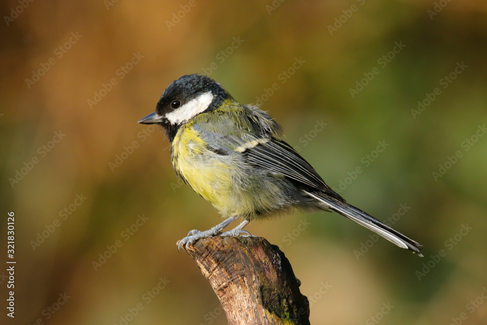 Obraz premium Close up of a juvenile Great Tit (Parus major). Taken at my local nature reserve in Cardiff, Wales, UK