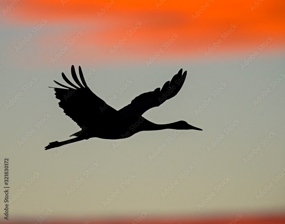 Naklejka Sandhill Crane silhouette