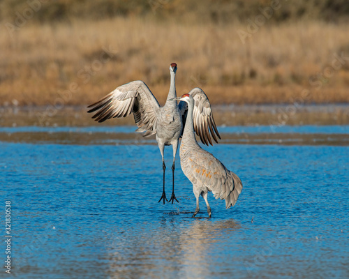 Sandhill Crane courtship display © David McGowen