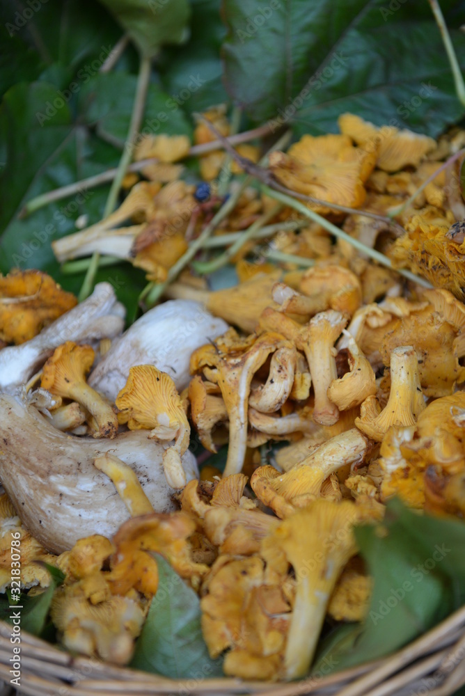 i funghi in autunno i funghi in autunno