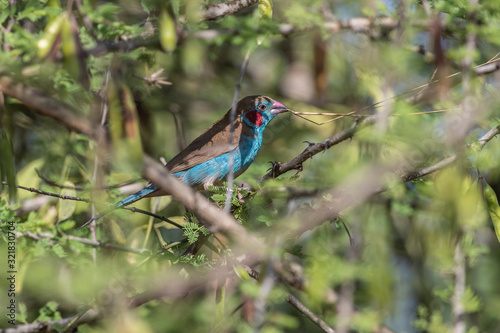 A lovely couple was building nest. Lake Baringo, Kenya.