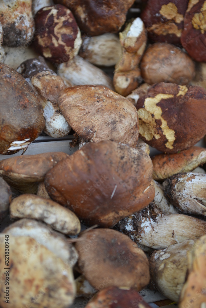 la raccolta dei funghi porcini